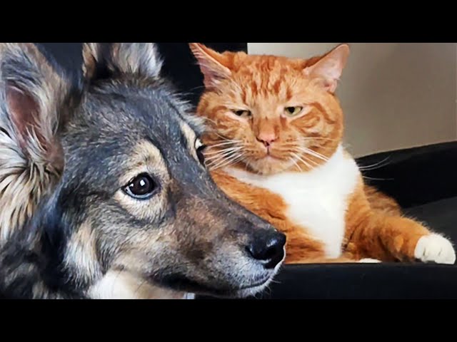 FUNNIEST Pets of The Year!